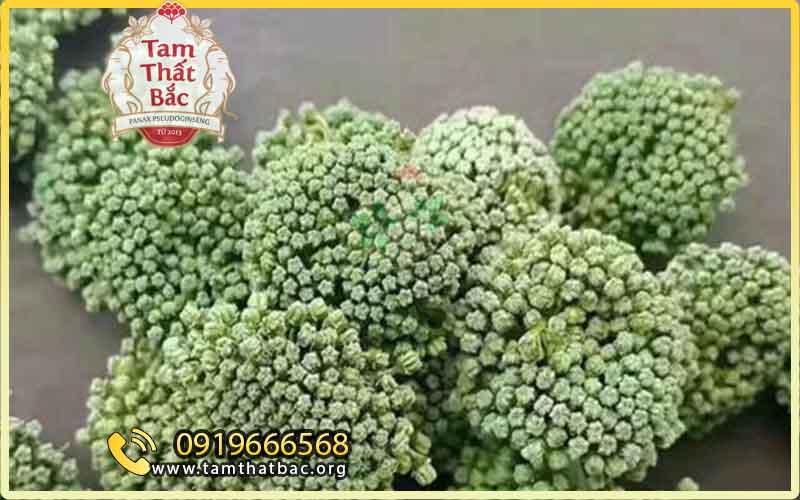How to buy Panax Notoginseng from Vietnam how to buy panax notoginseng in vietnam