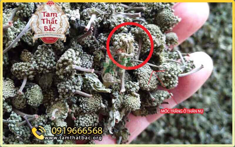 Hướng dẫn cách xử lý tam thất bị mốc nụ tam thất bị mốc